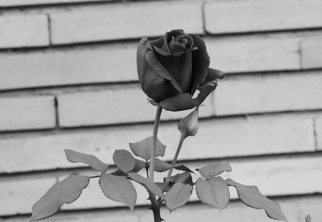 The Allure and Mystery of the Black Rose